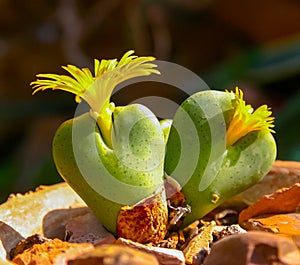 (Conophytum bilobum), succulent plant with succulent leaves