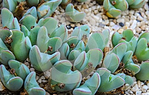 (Conophytum bilobum), succulent plant with succulent leaves