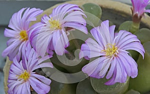 Conophytum sp., flowering plant of the family Aizoaceae photo