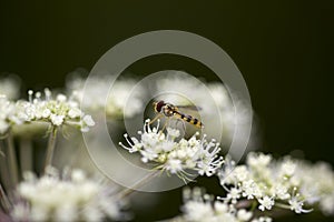 Conopidae on aegopodium