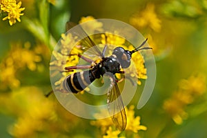 Conops quadrifasciatus fly