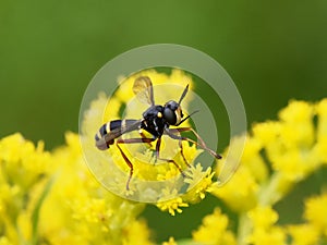 Conops quadrifasciatus Four-banded beegrabber fly