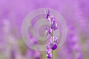 Conosolida ajacis purple flowers close up photo
