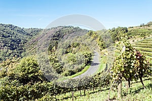 Conques vineyards