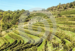 Conques vineyards