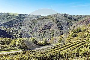 Conques vineyards