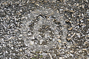 Conquina shell wall, St. Augustine, Florida