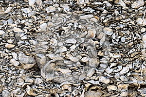 Conquina Shells Background