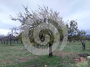 Consell, Illa de Mallorca