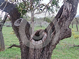 Consell, Illa de Mallorca