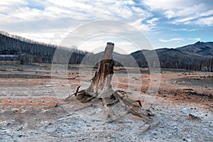 The consequence of ecological catastrophe. Copper traces on the ground