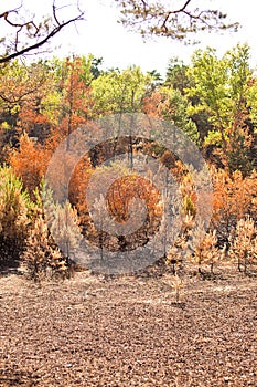 Consequences of deep forest fire