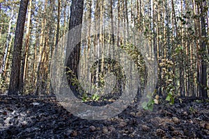 The consequences of a fire in the forest