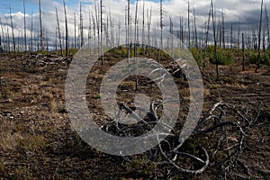 The consequences of a fire in the forest.