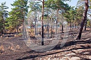 Consequences of grassroots wildfire in the pine forest photo