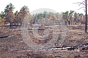 Consequences of grassroots wildfire in the pine forest