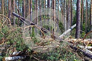 Consequences of hurricane Asta, Russia.