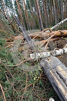 Consequences of hurricane Asta, Russia.