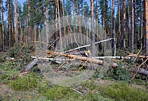Consequences of hurricane Asta, Russia. The upro photo