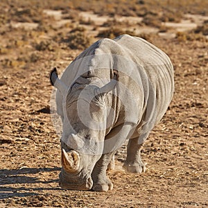 Conservation, endangered and rhino at safari in natural habitat of Africa for ecology or sustainability. Animal
