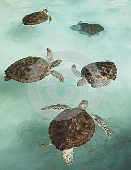 Conservation of marine turtles
