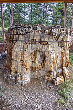 Conservation of a petrified tree stump