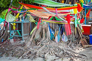 Conservation tree by tree ordination,Phi-Phi islands,Thailand