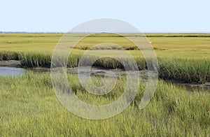 Conservation Wetlands of Virginia photo