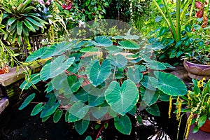 Conservatory of Flowers Plantlife