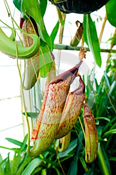 Conservatory of Flowers Plantlife