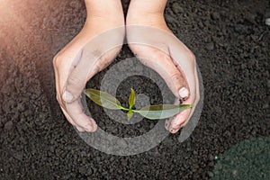 Conserve the environment by planting trees. hand protect  with plant growing. concept finance environment Earth Day In the hands