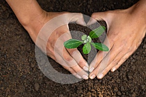 Conserve the environment by planting trees. hand protect  with plant growing. concept finance environment Earth Day In the hands