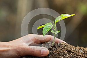 Conserve the environment by planting trees. hand protect  with plant growing. concept finance environment Earth Day In the hands