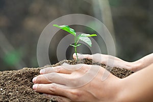 Conserve the environment by planting trees. hand protect  with plant growing. concept finance environment Earth Day In the hands