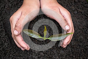 Conserve the environment by planting trees. Hand protect with plant growing. Concept finance environment earth day in the hands