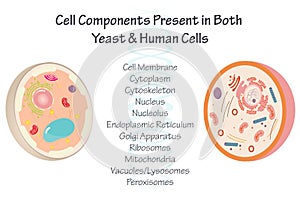 conserved yeast & human organelles