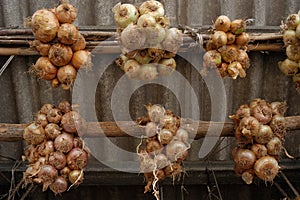 Conserving itself going in winter onions