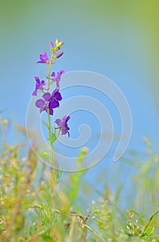 Consolida ajacis flower photo