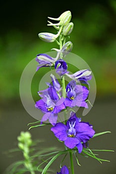 Consolida ajacis flowering plant. Beautiful flowers. photo