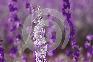 Consolida ajacis flowers close up photo