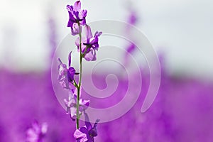 Consolida ajacis purple flowers close up photo