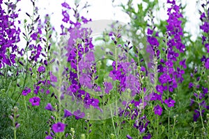 Consolida ajacis purple flowers photo