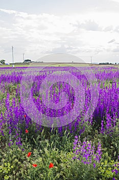 Consolida ajacis wild flowers bloom photo