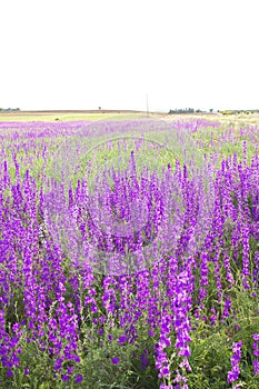 Consolida ajacis wild purple flowers photo