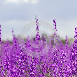 Consolida ajacis wild purple flowers photo