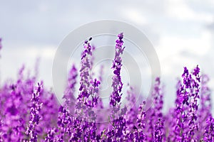 Consolida ajacis wild purple flowers photo