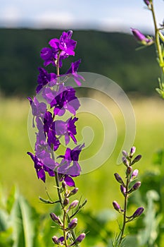 Consolida orientalis. Eastern Larkspur. Bright purple flowers on a green meadow photo