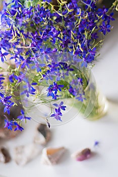 Consolida regalis. Beautiful bouquet of lilac flowers of larkspur on the window in the early morning