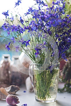 Consolida regalis. Beautiful bouquet of lilac flowers of larkspur on the window in the early morning