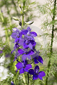 Consolida regalis in bloom, dark violet purple flowers